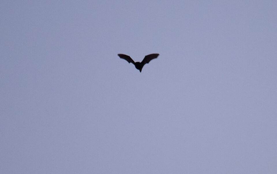 Fledermaus Fledermaus