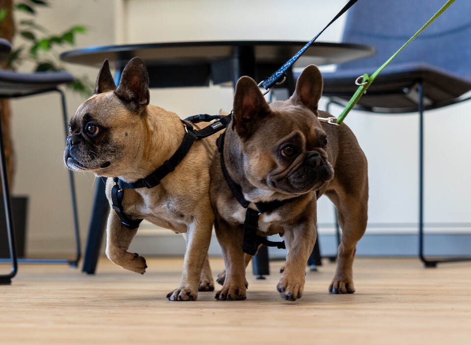 Tierheim Magazin Hope Bärbel