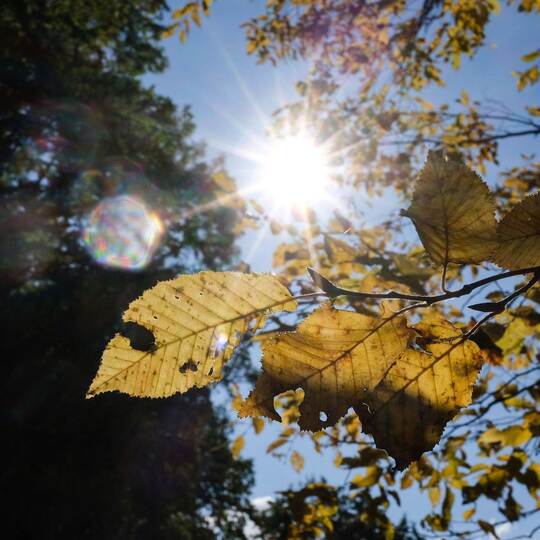 Herbstlaub