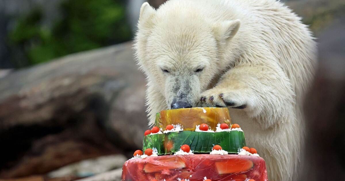 Eisbär-Jungtier Mika feiert ersten Geburtstag im Karlsruher Zoo