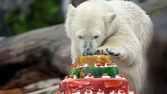 Eisbär Mika feiert Geburtstag