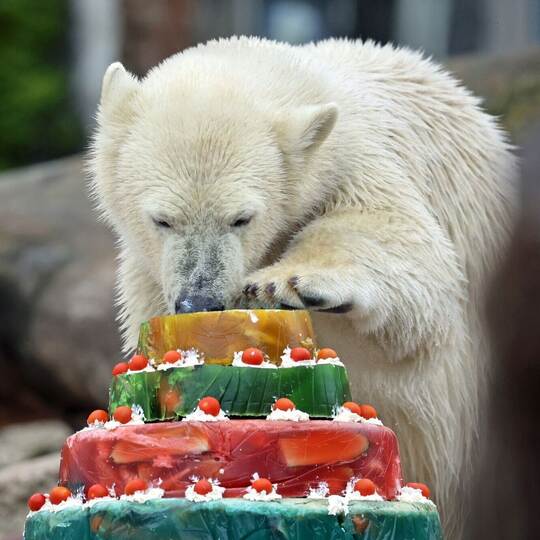 Eisbär Mika feiert Geburtstag