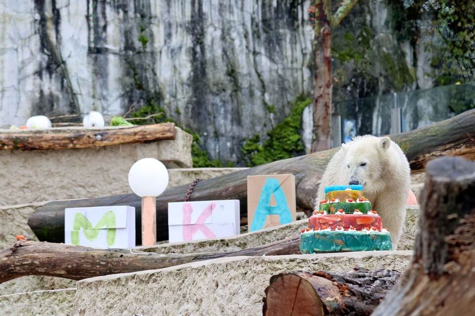 Eisbär Mika feiert Geburtstag