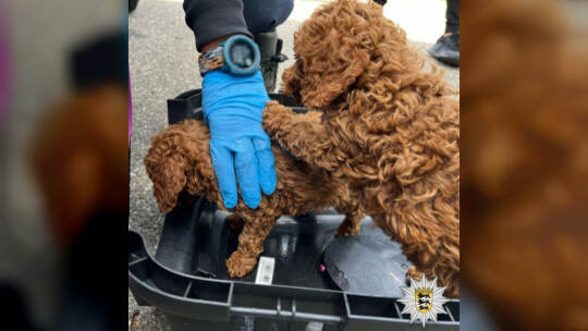Polizei stoppt Welpenhandel Polizei stoppt Welpenhandel