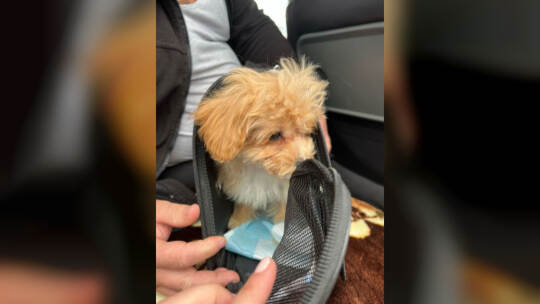 Polizei stoppt Welpenhandel Polizei stoppt Welpenhandel