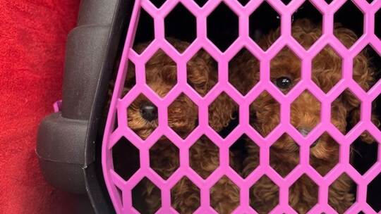 Polizei stoppt Welpenhandel Polizei stoppt Welpenhandel