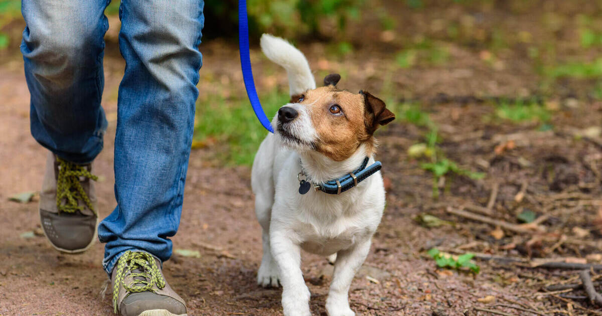 Leash law in the Enzkreis district: Where dogs must be leashed - | and ...