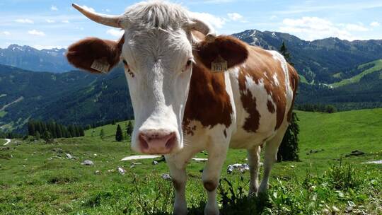 Eine Kuh steht auf einer Weide