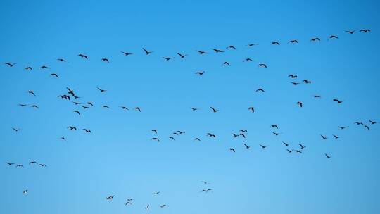 Graugänse Graugänse