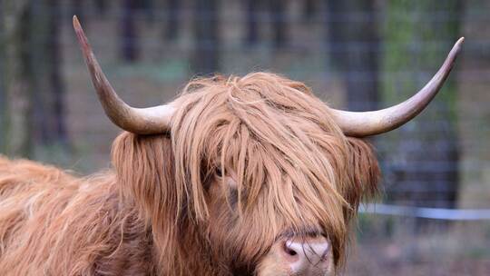 Ein Schottisches Hochlandrind