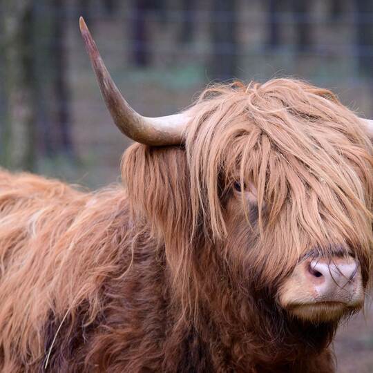 Ein Schottisches Hochlandrind