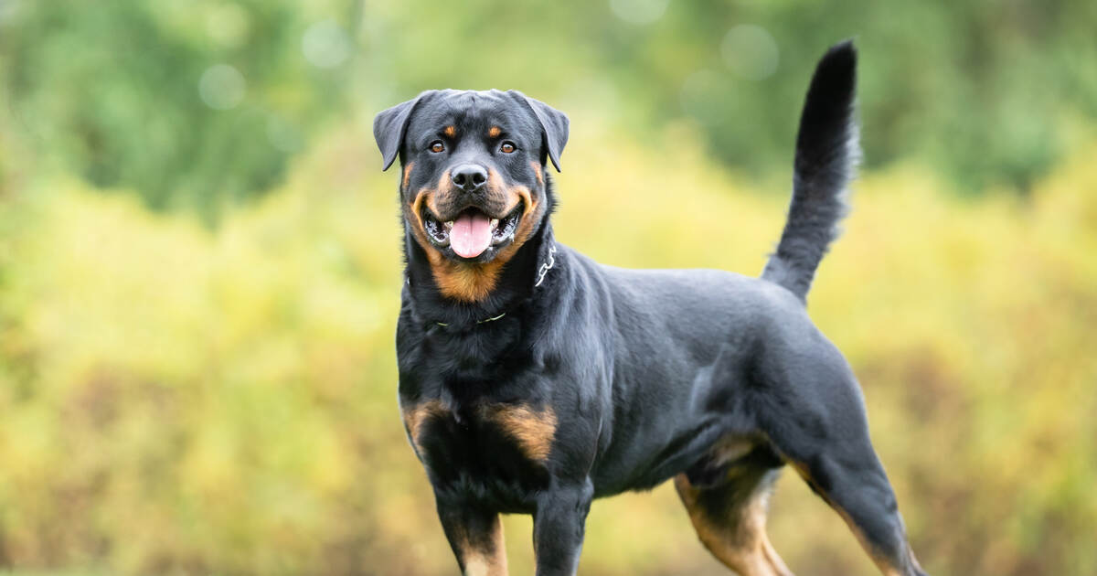 Rottweiler attacks man: Police shoot dog in Neuenbürg