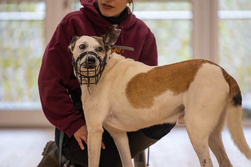 Tierheim Magazin Serie Kasper