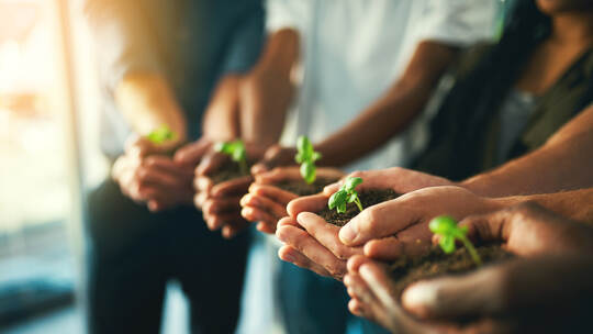 Plant, sustainability and environment with hands of business people for teamwork, earth and support. Collaboration, growth and d