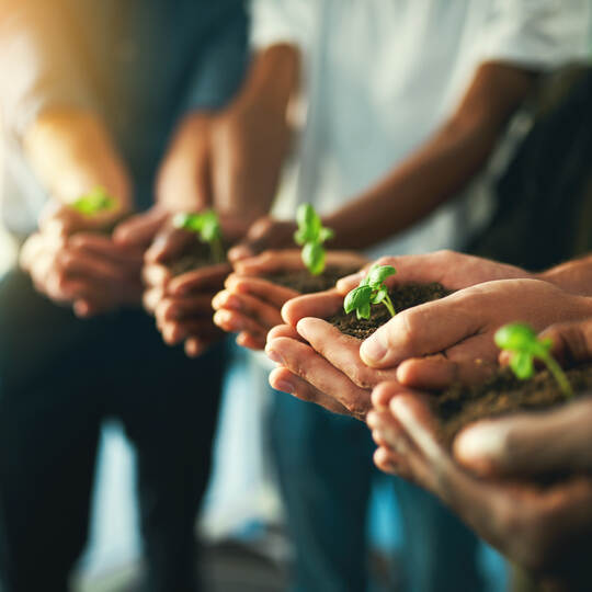 Plant, sustainability and environment with hands of business people for teamwork, earth and support. Collaboration, growth and d