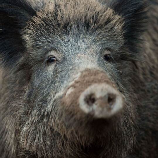 Wildschwein