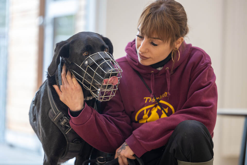 Tierheim Magazin Serie Cooper