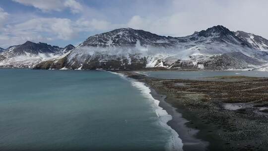 Seeelefanten sterben in Süd-Georgien durch die Vogelgrippe Seeelefanten sterben in Süd-Georgien durch die Vogelgrippe