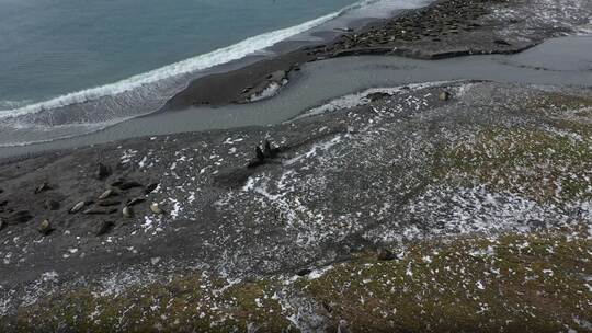 Seeelefanten sterben in Süd-Georgien durch die Vogelgrippe Seeelefanten sterben in Süd-Georgien durch die Vogelgrippe