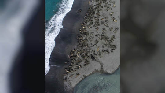 Seeelefanten sterben in Süd-Georgien durch die Vogelgrippe Seeelefanten sterben in Süd-Georgien durch die Vogelgrippe