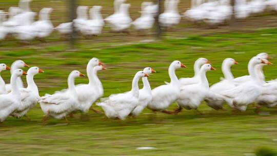 Gänse laufen über eine Wiese Gänse laufen über eine Wiese
