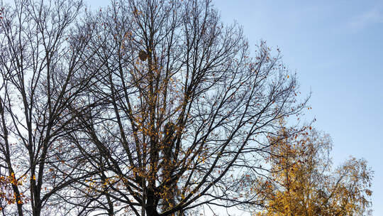 Hornissennest Birkenfeld Bahnhofstraße