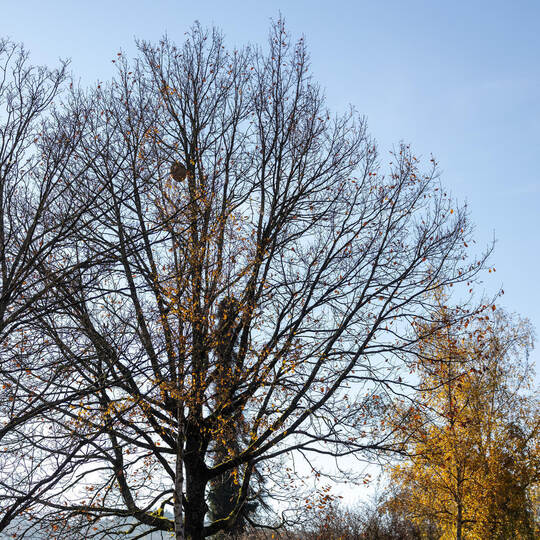 Hornissennest Birkenfeld Bahnhofstraße