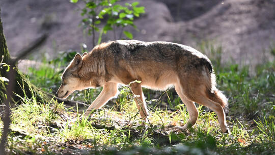 Europäischer Wolf im Wildpark Alte Fasanerie