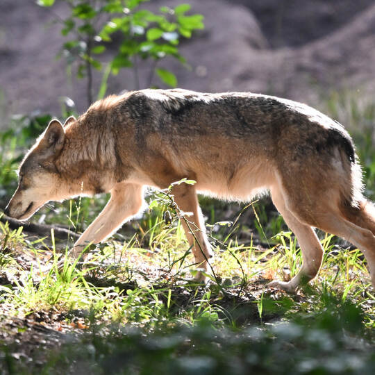 Europäischer Wolf im Wildpark Alte Fasanerie