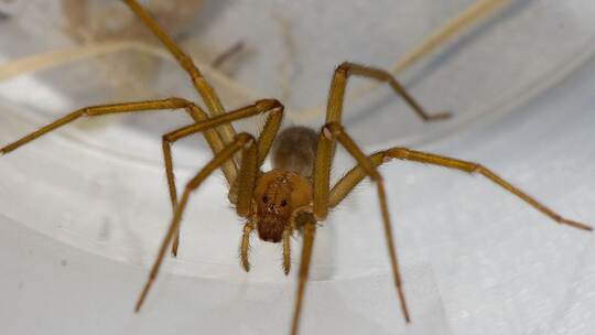 Chilenische Einsiedlerspinne in Tübingen