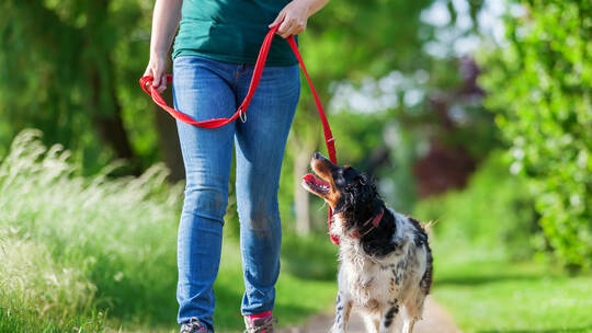mature woman with Brittany dog at the leash