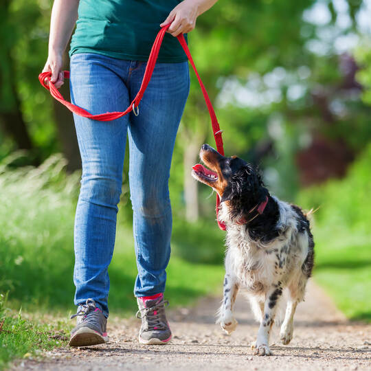 mature woman with Brittany dog at the leash