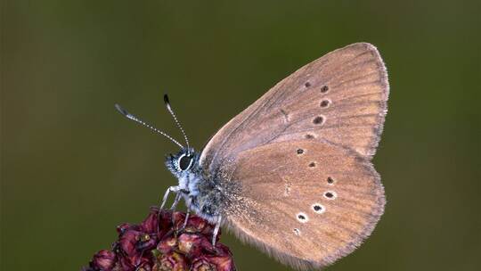 Dunkler Wiesenknopf-Ameisenbläuling