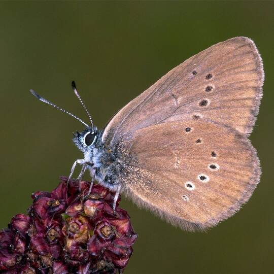 Dunkler Wiesenknopf-Ameisenbläuling Dunkler Wiesenknopf-Ameisenbläuling