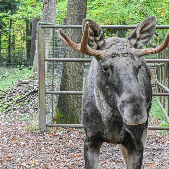 Schwarzwald-Elch Erwin eingefangen