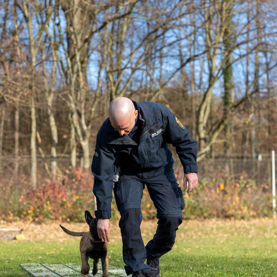 Reportage Polizeihund Cupra