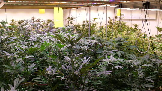 Die Pflanzen des „Cannabis Social Clubs“ im niedersächsischen Ganderkesee gedeihen unter künstlichem Licht prächtig. Davon sind Cannabis-Verein erntet erste Pflanzen