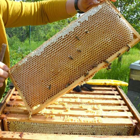 Hobbyimkerin im Süden Leipzigs