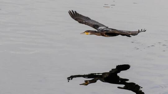 Kormorane am Bodensee
