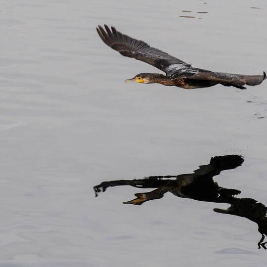 Kormorane am Bodensee