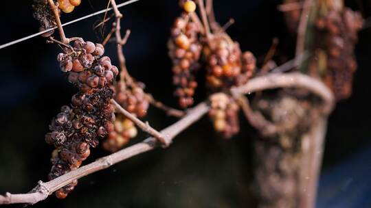 Eisweinlese in Südbaden