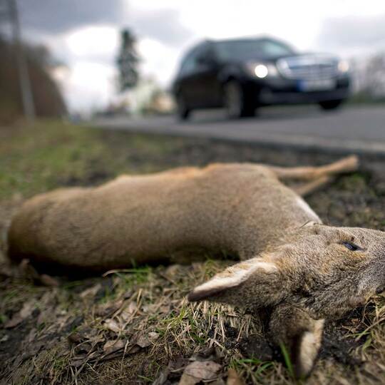 Schwere Wildunfällen Schwere Wildunfällen