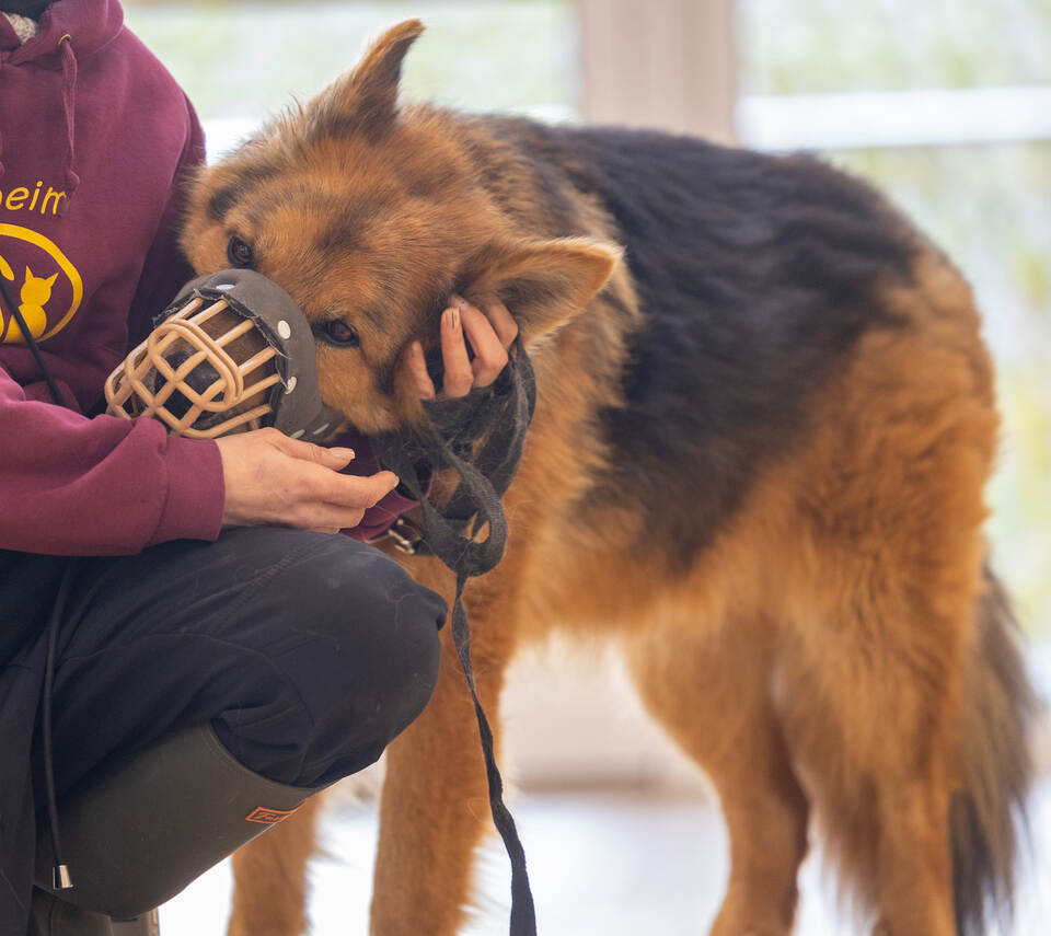 Tierheim Magazin Serie Aaric