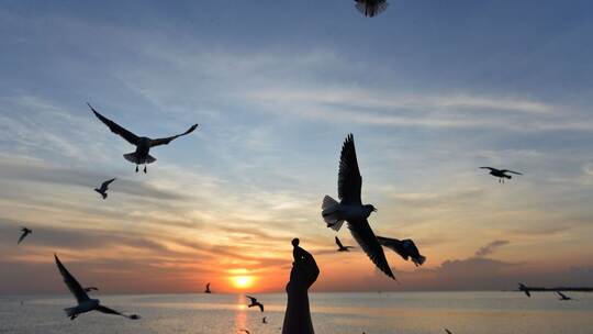 Möwen in Thailand Möwen in Thailand