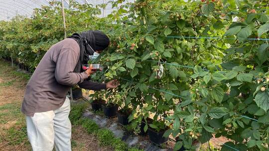 Ausbeutung von Migranten in Portugal Ausbeutung von Migranten in Portugal