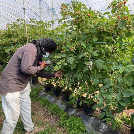 Ausbeutung von Migranten in Portugal