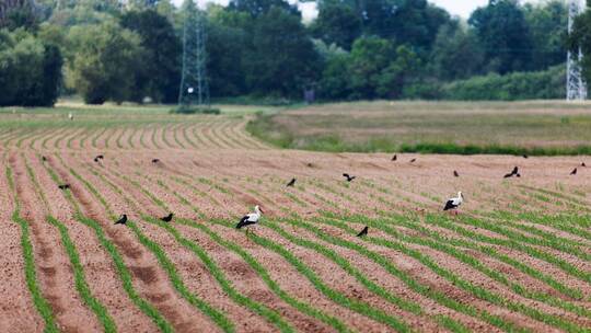 Saatkrähen schädigen Landwirte Saatkrähen schädigen Landwirte