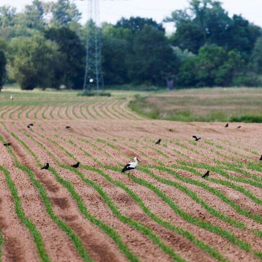Saatkrähen schädigen Landwirte