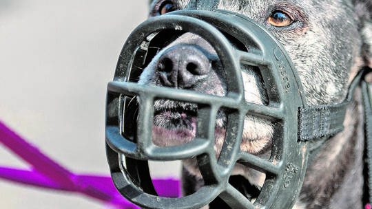 American Staffordshire Terrier