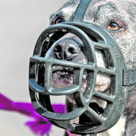 American Staffordshire Terrier